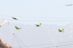 Amazona viridigenalis