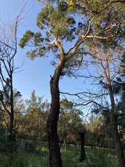 Eucalyptus viminalis pryoriana