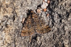 Dichromodes disputata