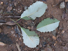 Quercus aliena