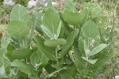 Calotropis