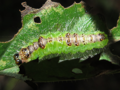 Acronicta adaucta