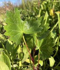 Sidalcea hendersonii