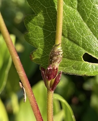 Sidalcea hendersonii