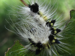 Acronicta major