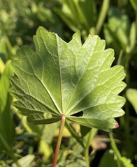 Sidalcea hendersonii