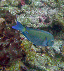 Acanthurus chirurgus