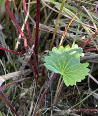Sidalcea hendersonii