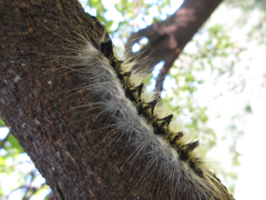 Acronicta major