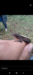 Anolis laeviventris