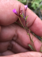 Epilobium foliosum