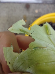 Theretra oldenlandiae