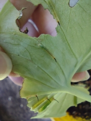 Theretra oldenlandiae