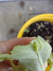 Theretra oldenlandiae