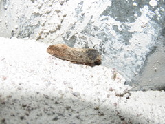 Magusa