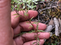 Epilobium foliosum