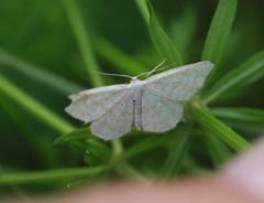Idaea pallidata