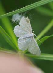 Idaea pallidata