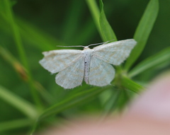 Idaea pallidata
