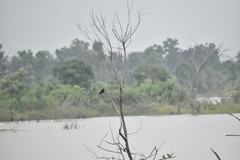 Dicrurus macrocercus