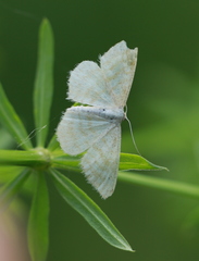 Idaea pallidata