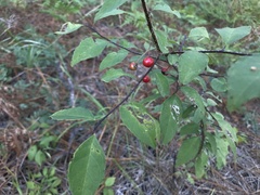 Ilex ambigua