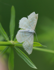 Idaea pallidata