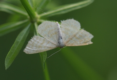 Idaea pallidata
