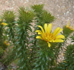 Cullumia carlinoides