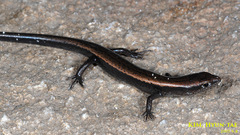 Scincella huanrenensis