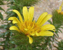 Cullumia carlinoides