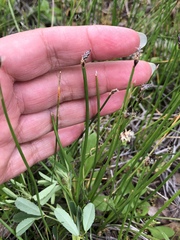 Eleocharis parishii