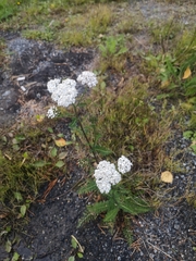 Achillea millefolium