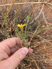 Heterotheca cinerascens