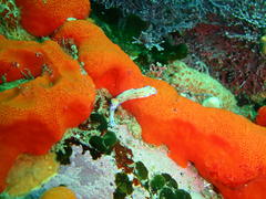 Hypselodoris capensis