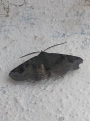 Triommatodes madrina