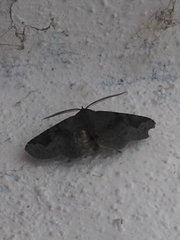 Triommatodes madrina