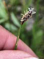 Eleocharis parishii