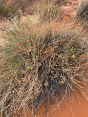 Heterotheca cinerascens