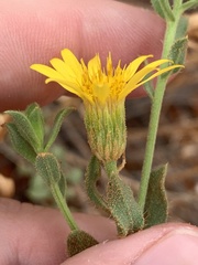 Heterotheca cinerascens