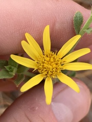 Heterotheca cinerascens