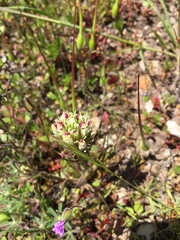 Castilleja densiflora densiflora