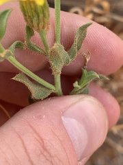 Heterotheca cinerascens