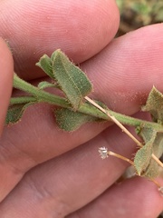 Heterotheca cinerascens