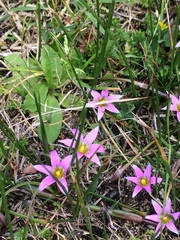 Romulea rosea australis
