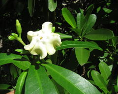 Voacanga thouarsii