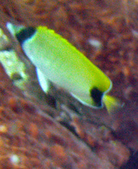 Chaetodon sedentarius