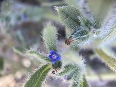 Anchusa aggregata