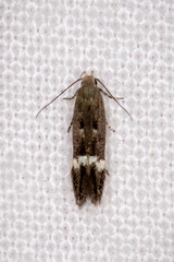 Aproaerema simplexella