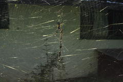 Trichonephila senegalensis annulata